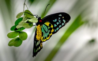 Boundaries and the Butterfly