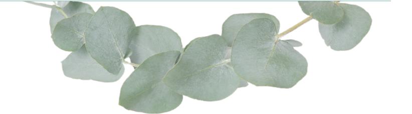 eucalyptus leaves for essential oil