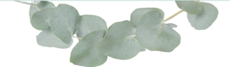 eucalyptus leaves for essential oil